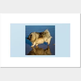 Happy Keeshond Posters and Art